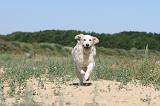 GOLDEN RETRIEVER 219